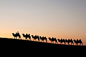 In October 2009, China's Inner Mongolia Autonomous Region EJINAQI, camel train