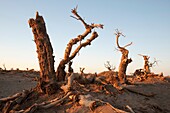 In October 2009, China's Inner Mongolia Autonomous Region EJINAQI Dried tree on the desert