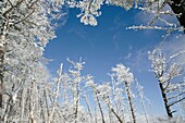 Snow covered forest along the Hancock Loop Trail in the White Mountains, New Hampshire USA during the winter months