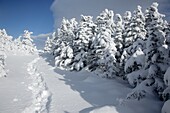 Appalachian Trail - Snowshoe tracks on the Carter-Moriah Trail in winter conditions near the summit of Carter Dome in the White Mountains, New Hampshire USA