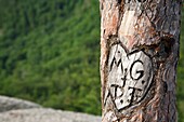 Initials carved in tree at Cathedral Ledge State Park in North Conway, New Hampshire USA
