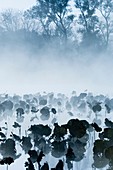 Lily pads in water on foggy morning in Burnsville, Minnesota, USA