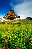 Mt Reynolds with wildflowers at Logan Pass in Glacier National Park