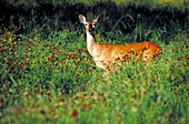 Deer, Texas