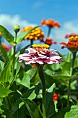 Zinnia flower in bloom, Asteraceae