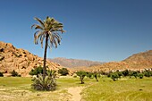 around Tafraout, Anti-Atlas, Morocco, Maghreb, North Africa