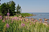 Altja, Baltic coast, Lahemaa National Park, estonia, northern europe