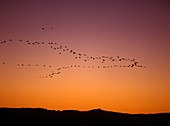 Flock of cranesGrus grus in migration Gallocanta Lagoon Teruel Aragon Spain
