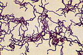 Treponema pallidum bacterium