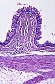 Cilia ephitelial tissue