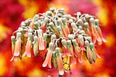 Succulent plant Bryophyllum pinnatum