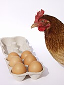 Hen and eggs