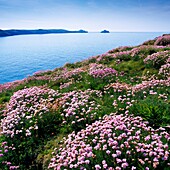 Thrift growing at Doyden Point overlooking Port Quin Bay and Rumps Point near Port Quin, Cornwall, England, United Kingdom