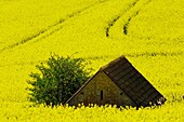 An abandoned farm building stands in a field surrounded by rapeseed in flower