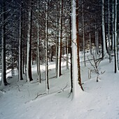 Snow in a pine tree plantation near Wrington, Somerset, England, United Kingdom