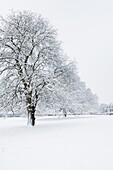 Trees in the countryside after overnight snow Wrington, Somerset, England, United Kingdom