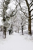 An Oak tree lined pathway covered in snow near Wrington, Somerset, England, United Kingdom