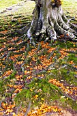 The roots of a beech tree in woodland at Grasmere in The Lake District National Park Cumbria, England, United Kingdom