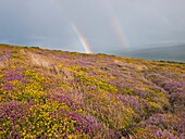 Double rainbow over Selworthy Beacon in the Exmoor National Park, Selworthy, Somerset, England, United Kingdom