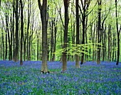 Bluebells in May at West Woods near Marlborough, Wiltshire, England, United Kingdom