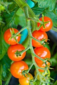 A cluster of Sweet Bite tomatoes ripening on the vine