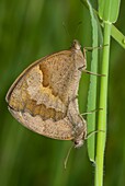 Cópula de la mariposa loba, Meadow brown butterflies mating, Maniola jurtina, Pontevedra, España