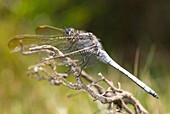 Macho de libélula azul, Male keeled skimmer, Orthetrum coerulescens, Pontevedra, España