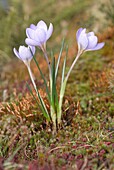 Mountain crocus Crocus carpetanus Pontevedra, España