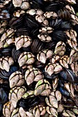 Goose neck barnacle, goose barnacle or leaf barnacle Pollicipes pollicipes