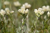 Mountain Everlasting or Cat's foot Antennaria dioica