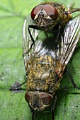 Cluster flies mating showing the structure of their compound eyes