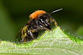 Andrena fulva – the tawny mining bee, female on leaf with pollen collected