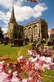 The church at West Adderbury in the Cotswolds, Oxfordshire, UK, with cherry blossom