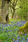 detail of bluebells and moss covered trees in Oxfordshire, UK Springtime, May Ferns beginning to grow also