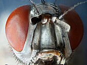 extreme close up of the eyes and face of sarcophega species of carrion fly