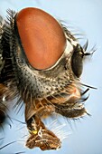 Extreme close up of a house-fly's head showing mouthparts used for sucking