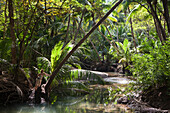 Woman relaxing at riverbank in rainforest with palm trees, Curu Nature Reserve, Curu, Puntarenas, Costa Rica, Central America, America