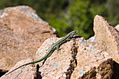 Lizard, Podarcis sicula, Corsica, France, Europe