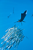 Atlantischer Faecherfisch jagt Sardinen, Istiophorus albicans, Isla Mujeres, Halbinsel Yucatan, Karibik, Mexiko