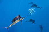 Atlantischer Faecherfisch schnappt Sardine, Istiophorus albicans, Isla Mujeres, Halbinsel Yucatan, Karibik, Mexiko