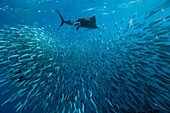 Atlantische Segelfische jagen Sardinen, Istiophorus albicans, Isla Mujeres, Halbinsel Yucatan, Karibik, Mexiko