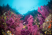 Reef with variable Gorgonians, Paramuricea clavata, Cap de Creus, Costa Brava, Spain