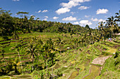 Reisterrassen bei Tegalalang, Oryza, Bali, Indonesien