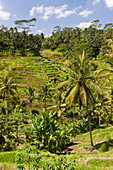 Reisterrassen bei Tegalalang, Oryza, Bali, Indonesien