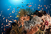 Anthias over Coral Reef, Pseudanthias squamipinnis, Amed, Bali, Indonesia