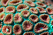 Fluorescent Hard Coral, Diploastrea heliopora, Alam Batu, Bali, Indonesia