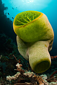 Green Reef Didemnum, Didemnum molle, Alam Batu, Bali, Indonesia
