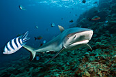 Grauer Riffhai, Carcharhinus amblyrhynchos, Beqa Lagoon, Viti Levu, Fidschi