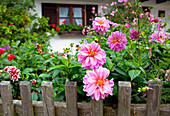 Garden of farmerhous with dahlias, Fraueninsel, Chiemsee, Chiemgau, Upper Bavaria, Bavaria, Germany