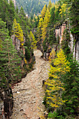 Nadelbäume in der Bletterbachschlucht, UNESCO Weltnaturerbe Dolomiten, Südtirol, Italien, Europa